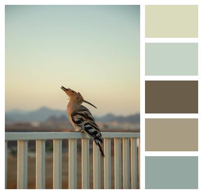 Ipad Wallpaper Hoopoe Bird Image